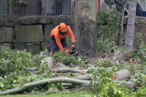 How Our Tree Care Process Works  in Travilah, MD